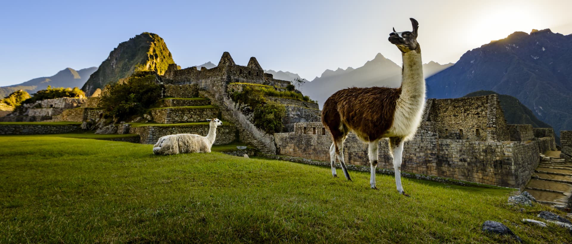 Llamas en terrazas agrícolas