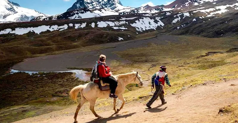 Llamas y alpacas en pastoreo